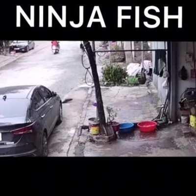 Mission Impossible: Fish Ninja