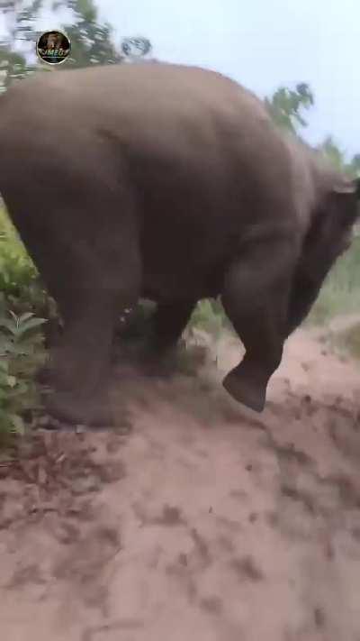 Indian man teasing a wild elephant