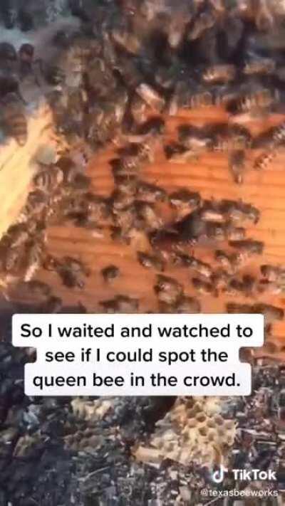 🐝