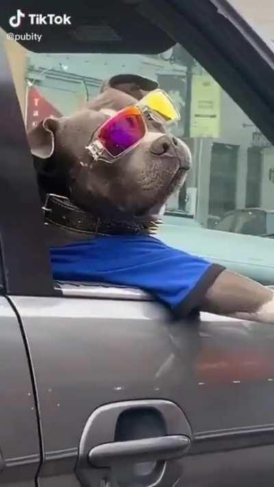 I will never be as cool as this dog and I'm fine with it