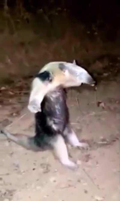 ANTEATER IS ALPHA