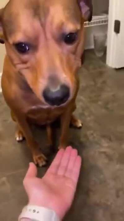 Dog Hides Blueberries in Her Mouth And Spits Them Out When Owner Asks