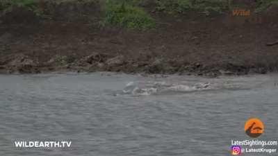 Crocodile snags a cheetah drinking from the watering hole