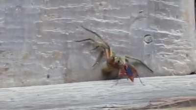 Spider paralyzed by spider wasp