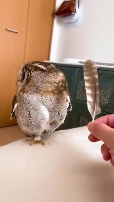 Using Owl feathers to pet an owl