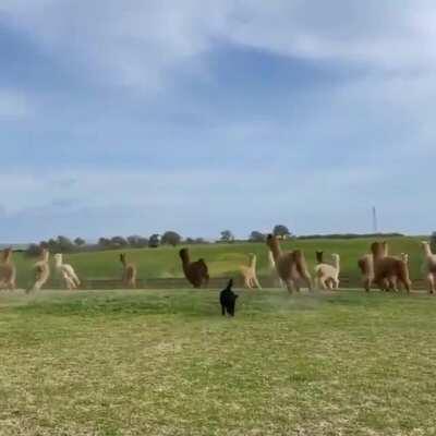 Inhabitants of Alpaca planet encountering the extraterrestrial lifeform for the first time.