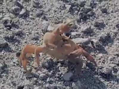 🔥 Crab amputates its own claw