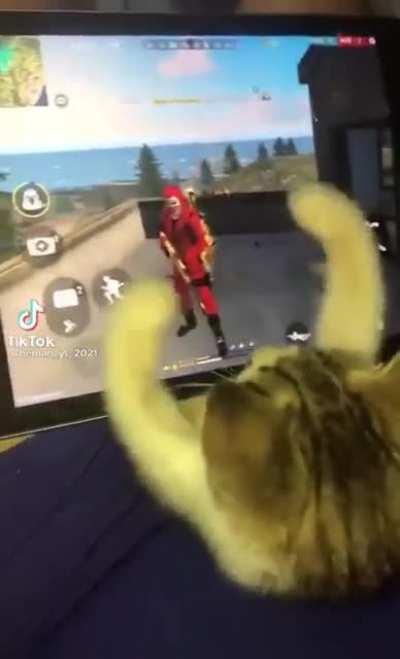 Gato gamer