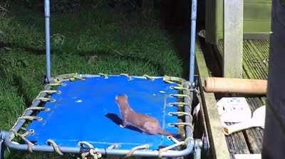 A Stoat on a trampoline.