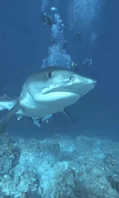 Shark pretending to attack the camera man