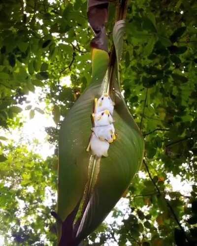 🔥 Honduran white bats