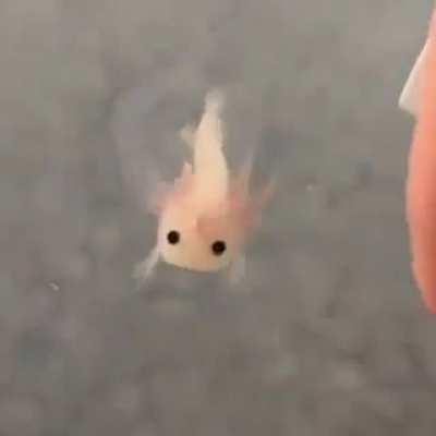 Baby Axolotl