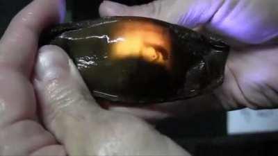 A shark swimming inside its egg