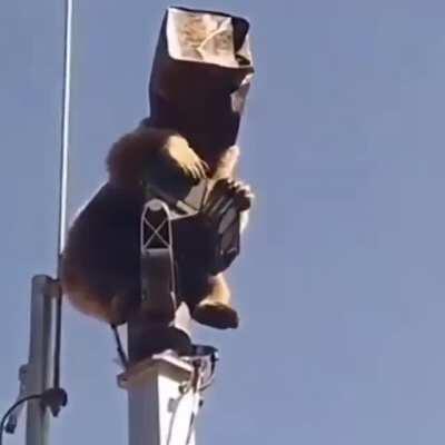 A bear with a box on its head managed to sneak into one of the Turkish military bases and climb onto the tower