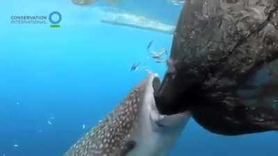 A Whale shark taking advantage of a hole in a fishing net