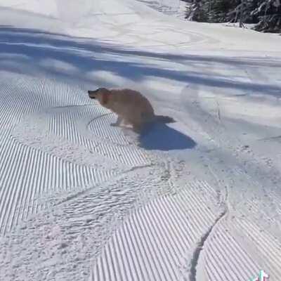 If humans can slide down a snowy hill so can a dog