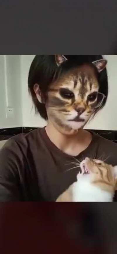 Cats reacting to a cat filter : r/funny
