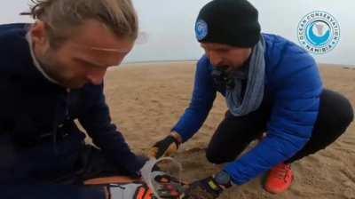 Seal was caught with the custom build seal catching net, and he seemed to like it a lot, he did not make any attempt at all to get out. Even the rescuers helped him, and gave him a little push from behind, but he was so chilled. Eventually he decided to j