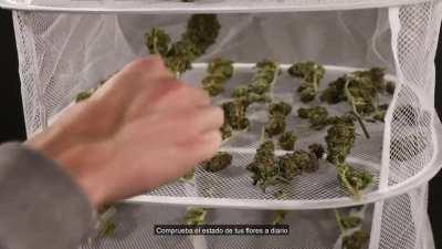 Good video advising how to dry Cannabis for all the new growers who need a little advice around it.