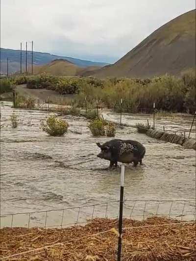 Our farm is flooding and the pigs refuse to leave.