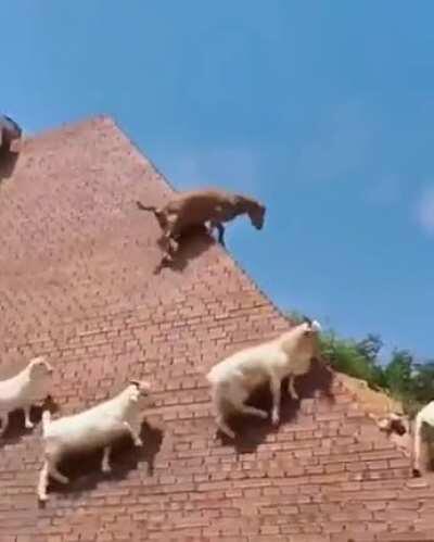 Goats going up a steep wall