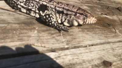 Is me or is there something wonderful about just getting to see your reptile enjoy natural sun and basking? This is my 7th month old tegu , Ezio.