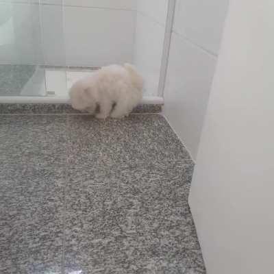 Tiny legs tries to get into shower