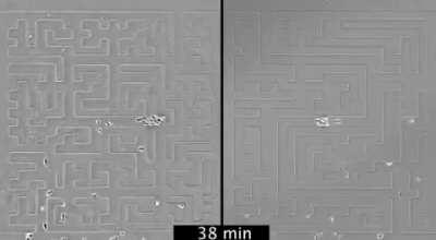 Watch cells navigate mazes using chemotaxis to &quot;see&quot; around corners.