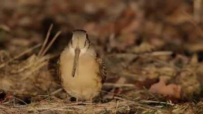 Jamming Bird