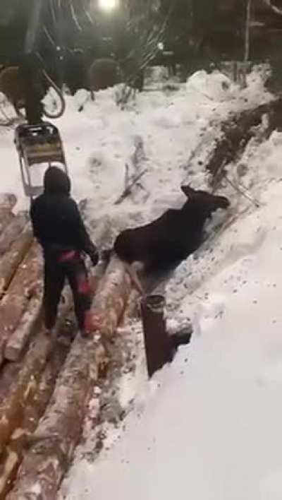 Loggers gently rescue exhausted moose using a claw crane