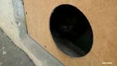 Kitties come out of a hole.