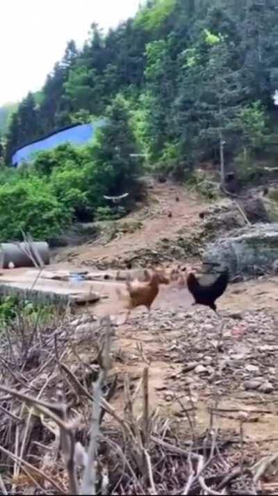 My chicken people need me.