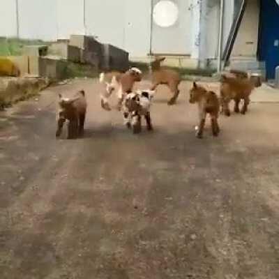 Baby goats being derps :P