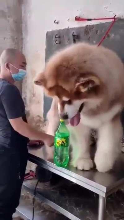 Huge cute dog