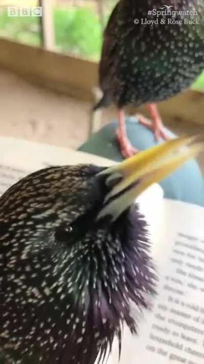 Starlings beatboxing