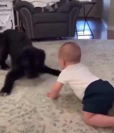 Must protec little hooman