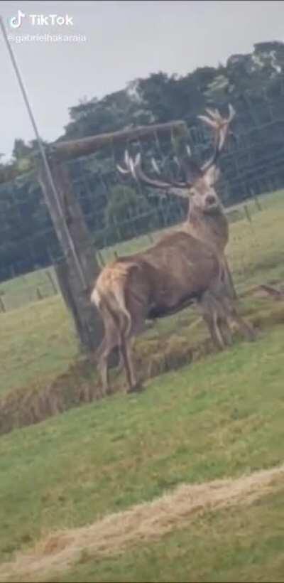 Just a guy filming some deer