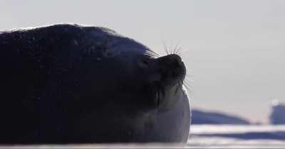 Weddell seal being vocal