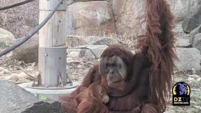 Orangutans are not communal animals, and fathers in the wild are usually absent. Berani, a male Orangutan at the Denver zoo, is defying that rule by stepping in as the sole caretaker for his 3 year old daughter, Cera, after her mom unxpectedly passed away