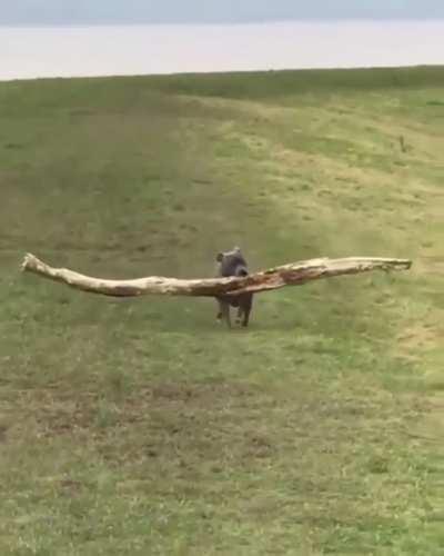 Proud boy finding best stick