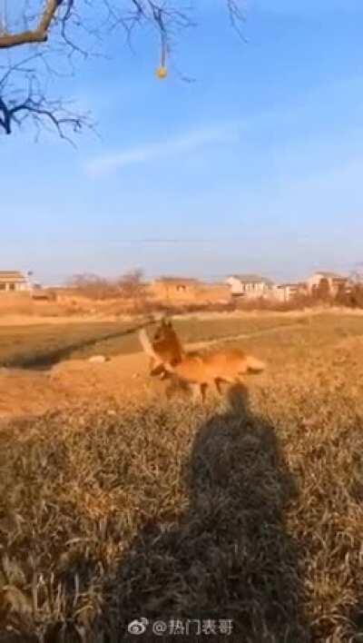 This dog's incredible technique to retrieve its ball from a tree