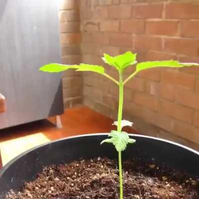 Cannabis, from seed to harvest