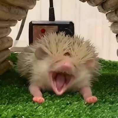 Big yawn, big cute