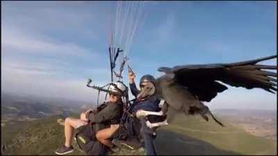 Vulture hitches ride on selfie stick