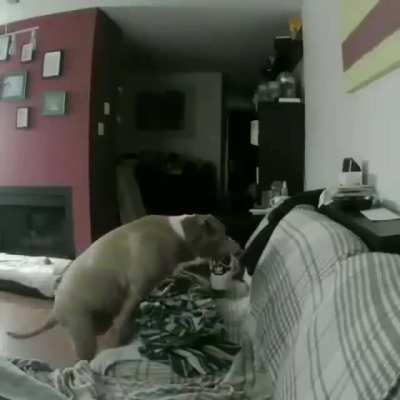 This surveillance camera catch the moment a dog took his owner shoe and sleep beside this showing how much he miss his owner meanwhile he was at work.