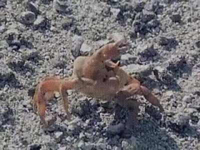Crabs amputate own limbs