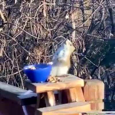 🔥 Squirrel drunk from eating fermented pears 🔥