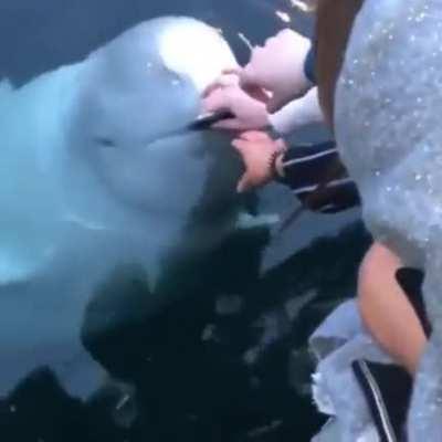 Beluga whale saves an iPhone from the sea in Norway