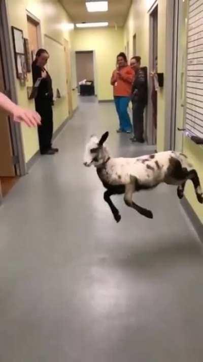 Veterinarian Dance Therapy