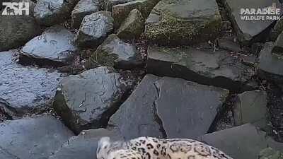 Snow leopard sees a camera for the first time